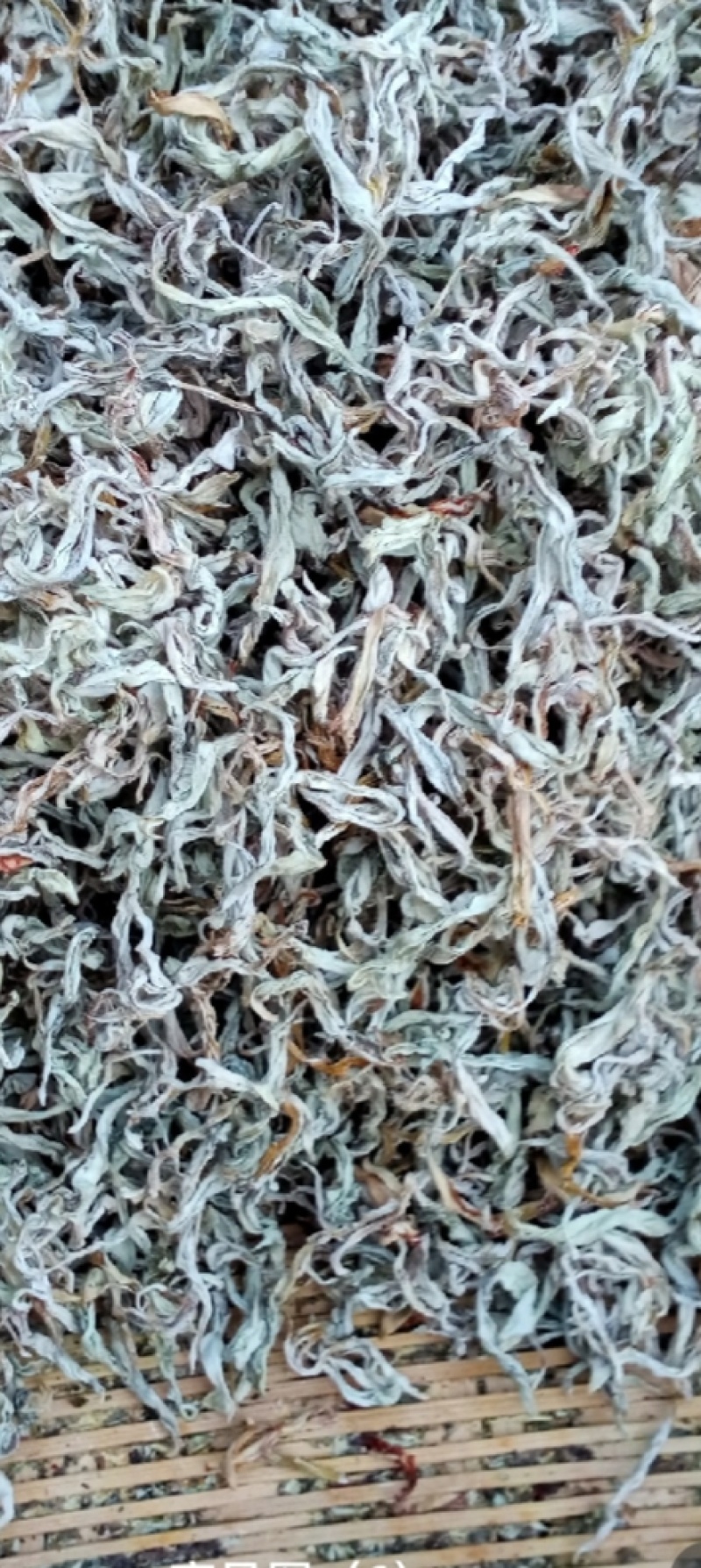 自家高山老鹰茶