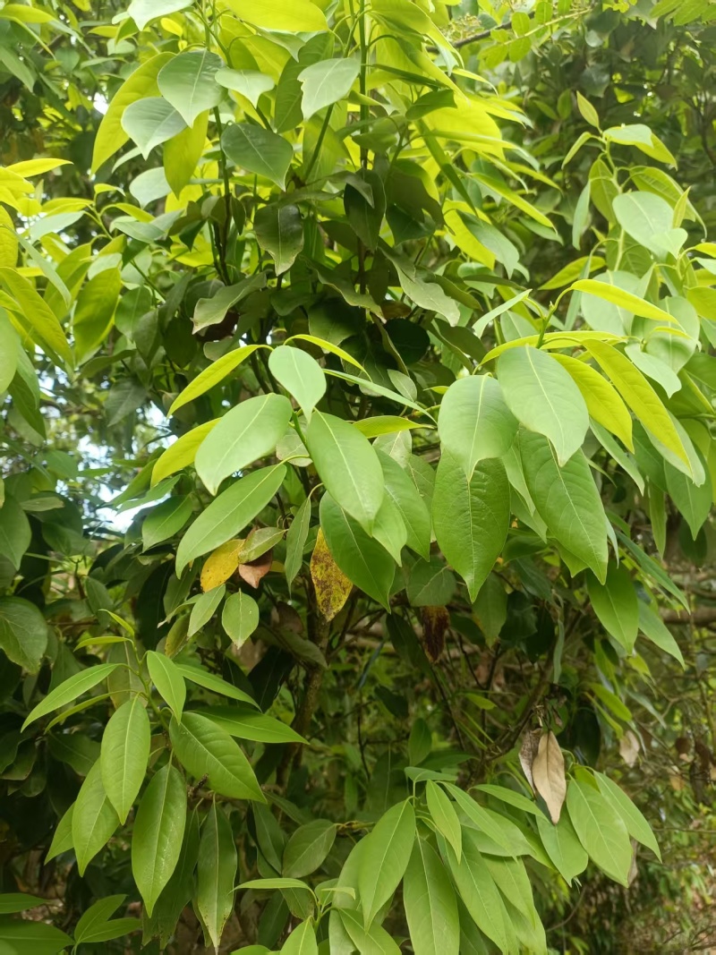 自家高山老鹰茶