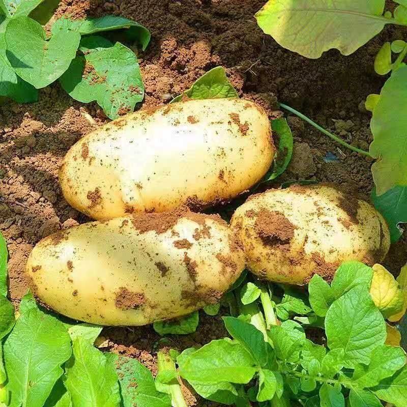 新鲜黄心土豆产地大量供应中，实验一沃土土豆，电商团购商超