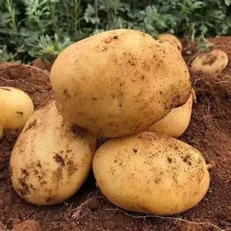 新鲜黄心土豆产地大量供应中，实验一沃土土豆，电商团购商超