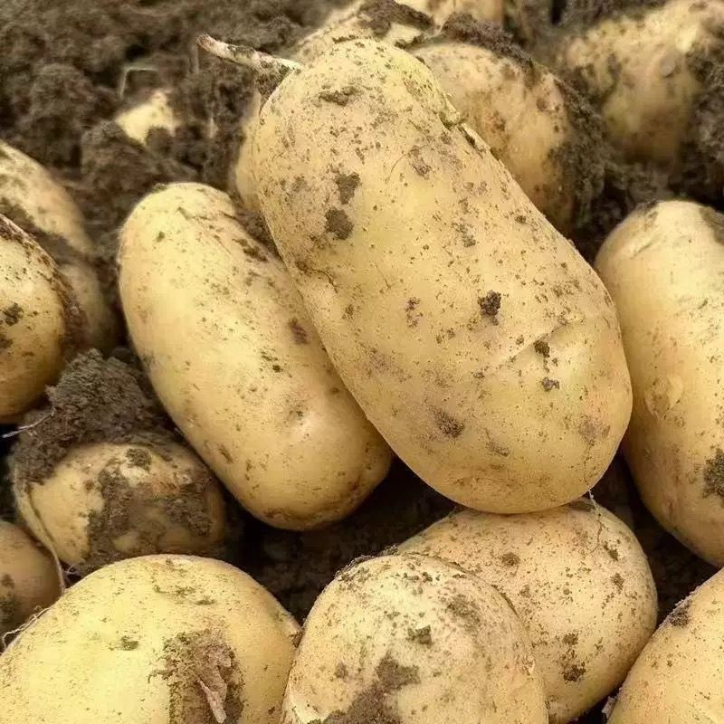 新鲜黄心土豆产地大量供应中，实验一沃土土豆，电商团购商超