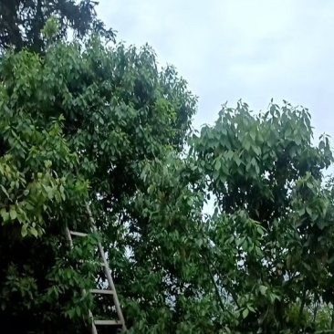自家高山老鹰茶