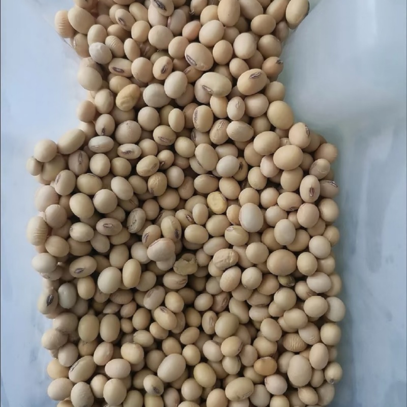 黄豆高蛋白非转基因黄豆大豆太阳晒干黄豆
