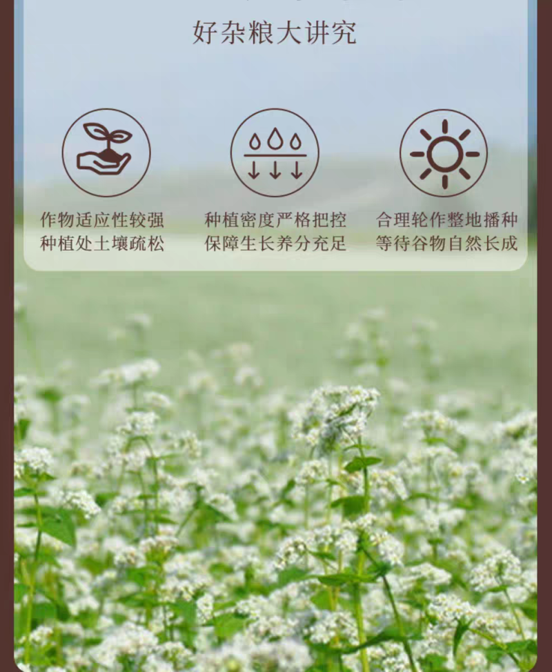东北荞麦米仁新米10斤绿荞麦米粒三角麦五谷杂粮煮粥