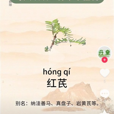 纯野生红芪，10到50年，都有
