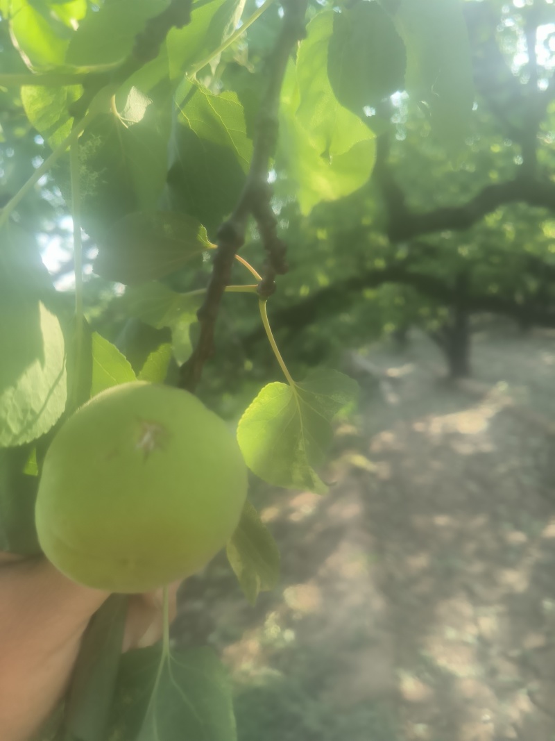 太平红杏冰雹果