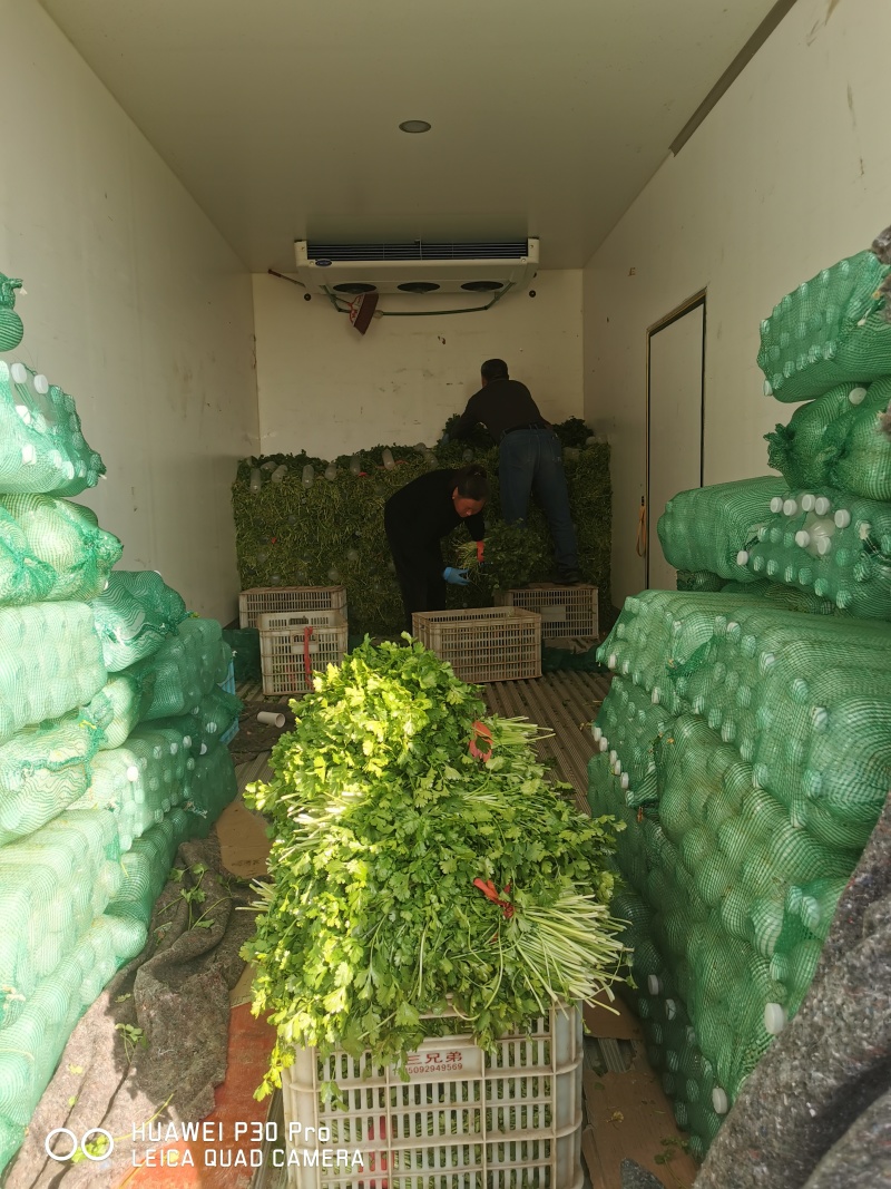 冷冻香菜，脱水香菜，加工用香菜，食品厂香菜，可以订单种植