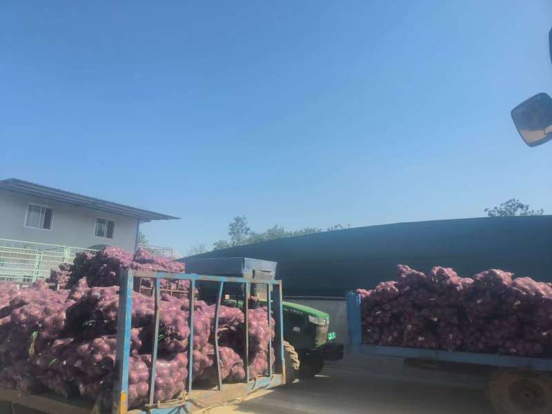洋葱……黄洋葱红洋葱产地直发，规格齐全硬度够……需要联系