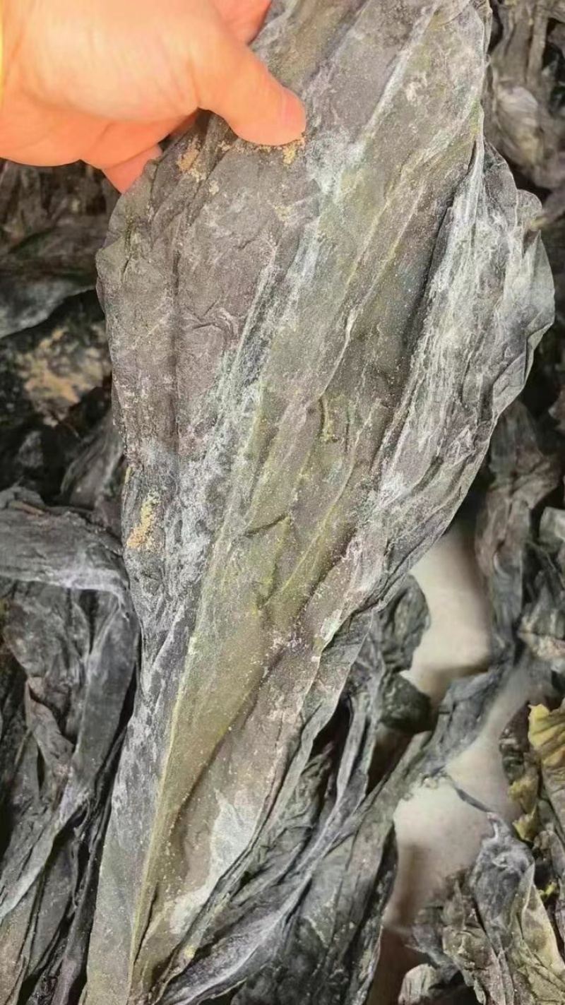 福建海带皮，山东海带皮，一件20斤，仓库海量现货，批发