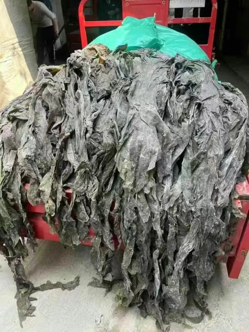福建海带皮，山东海带皮，一件20斤，仓库海量现货，批发