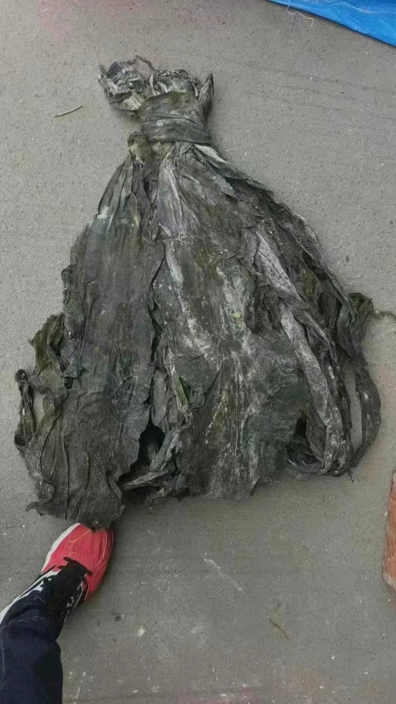 福建海带皮，山东海带皮，一件20斤，仓库海量现货，批发