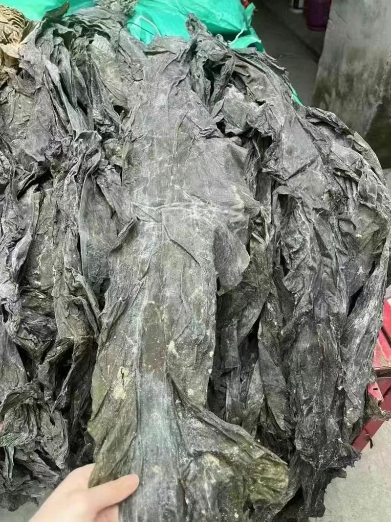 福建海带皮，山东海带皮，一件20斤，仓库海量现货，批发