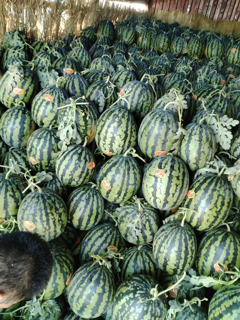 锦王八一八