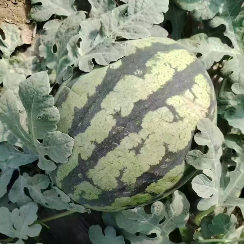 甜王八一八