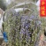 短杆带根全棵半枝莲色青味浓干净一手货源当年新货