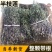 短杆带根全棵半枝莲色青味浓干净一手货源当年新货