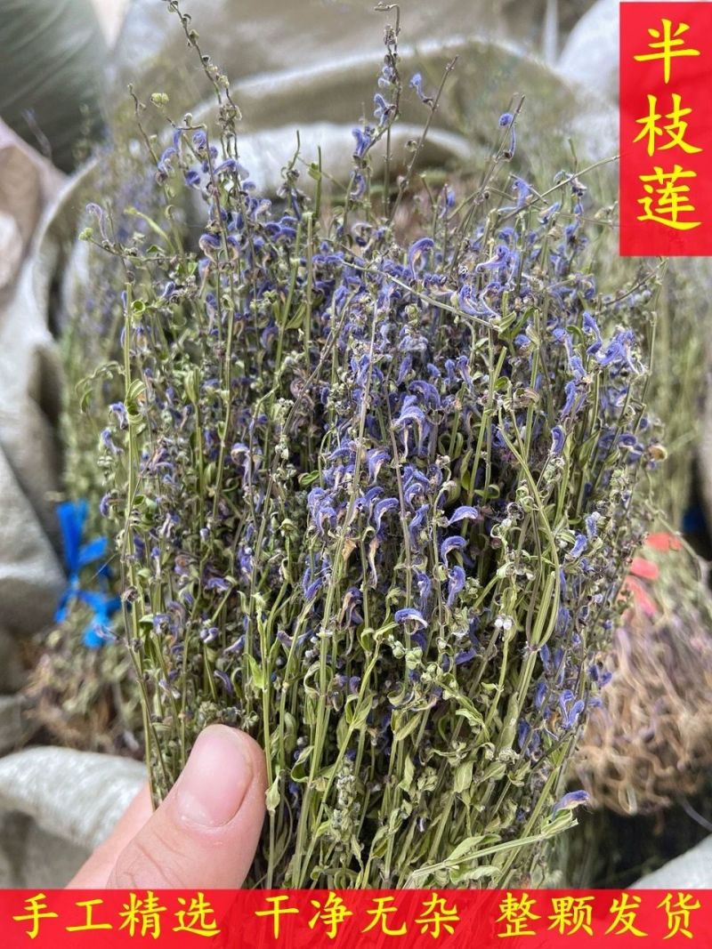 短杆带根全棵半枝莲色青味浓干净一手货源当年新货