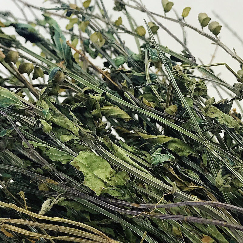 短杆带根全棵半枝莲色青味浓干净一手货源当年新货