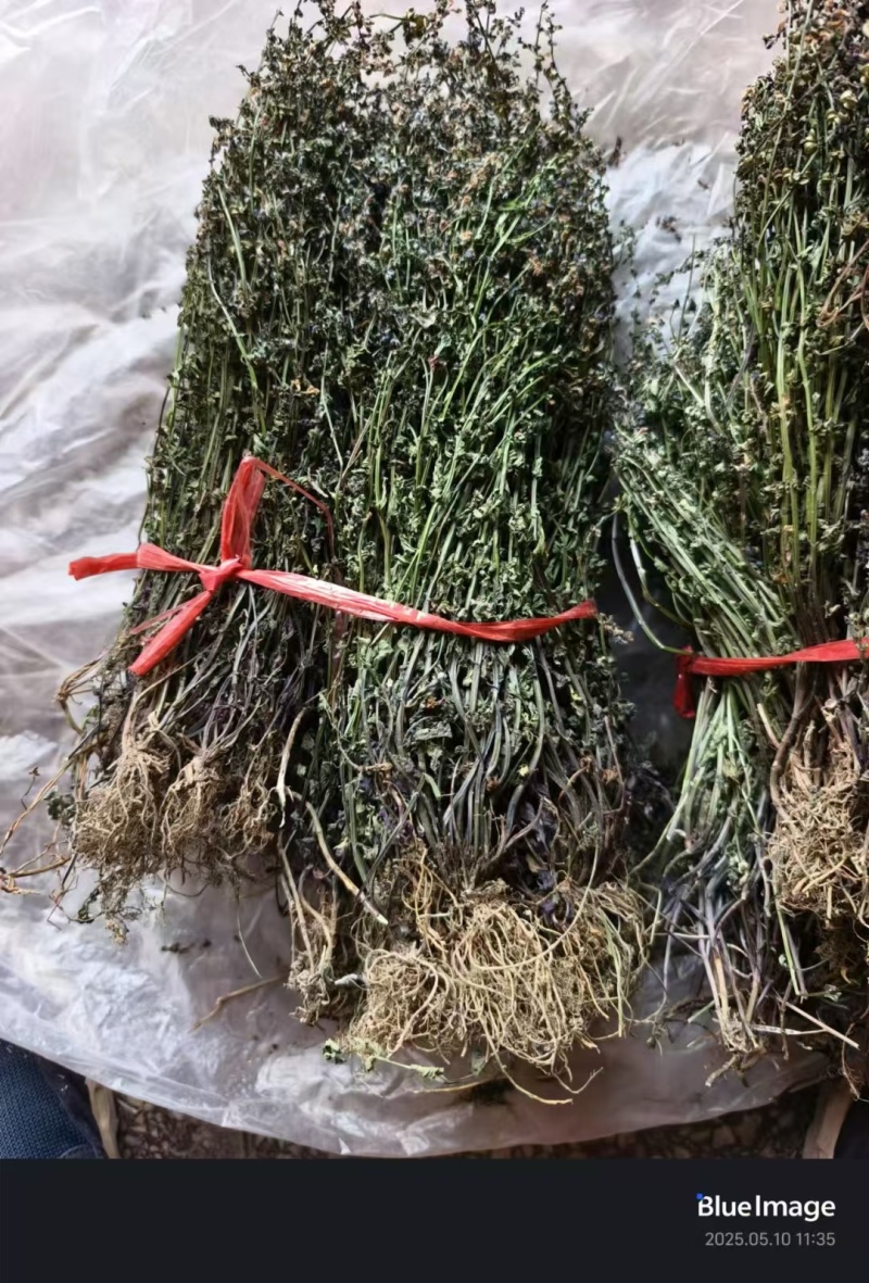 短杆带根全棵半枝莲色青味浓干净一手货源当年新货