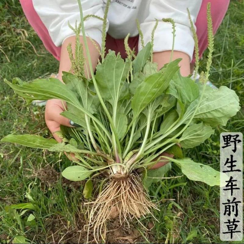 车前草新货带根全棵野生现挖晒干扎把带根全棵大量一手货源