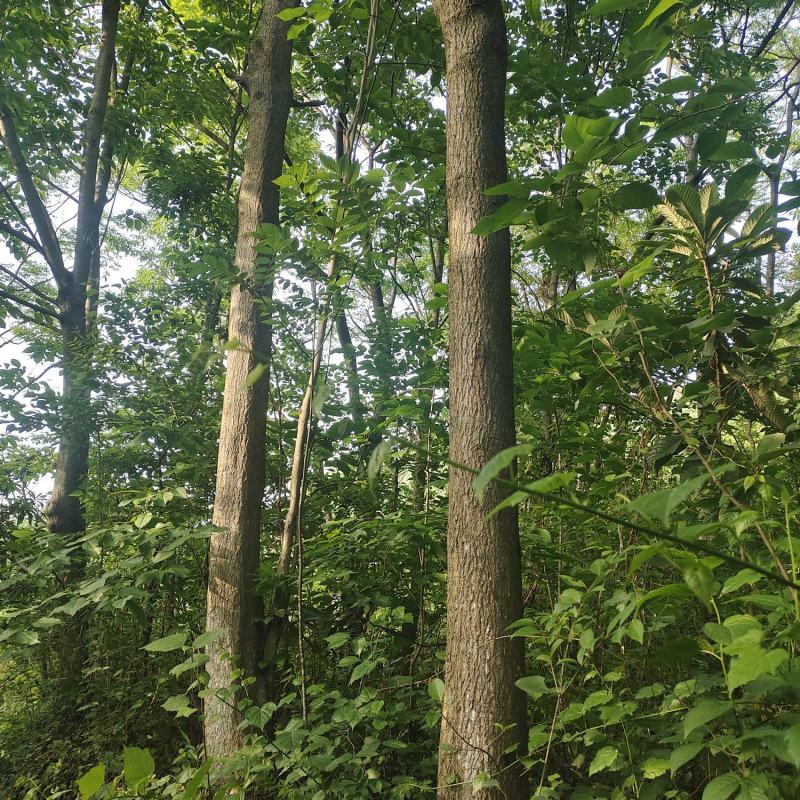 四川乐山几千棵药材杜仲，靠近公路
