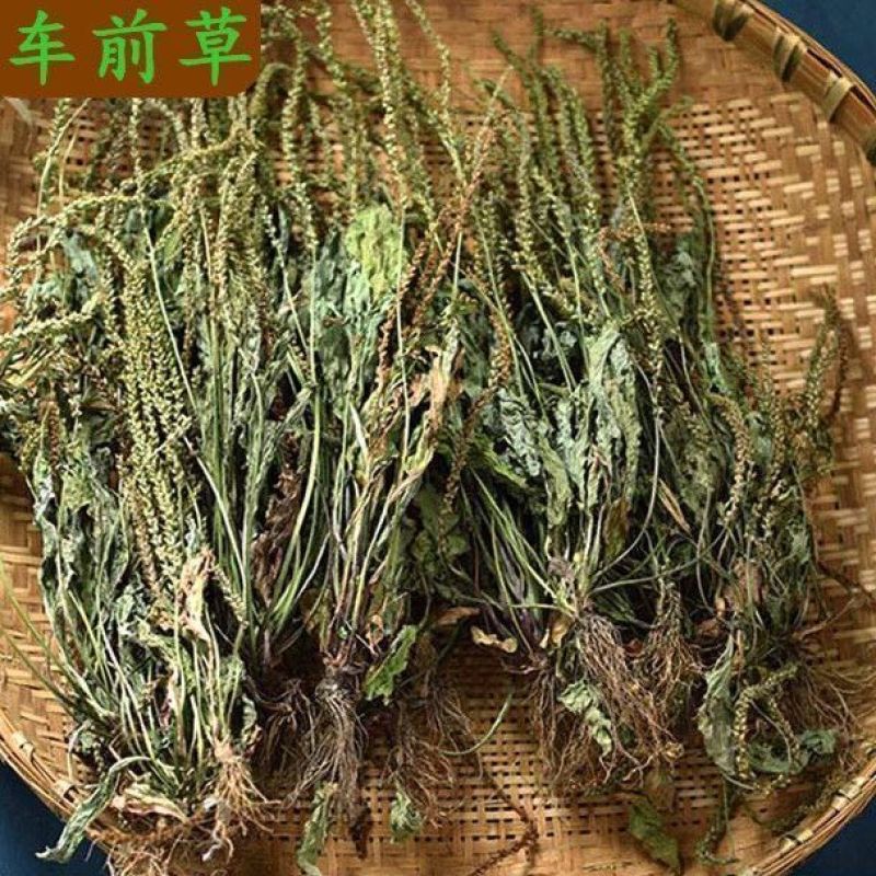 车前草新货带根全棵野生现挖晒干扎把带根全棵大量一手货源