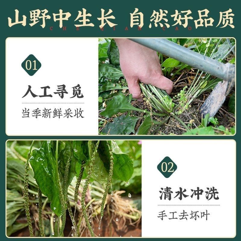 车前草新货带根全棵野生现挖晒干扎把带根全棵大量一手货源