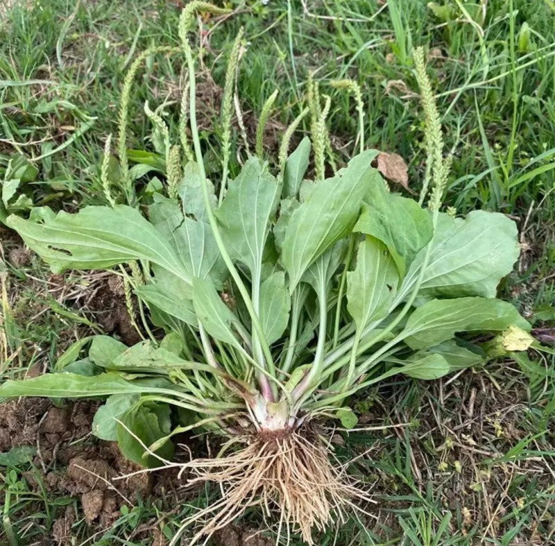 车前草新货带根全棵野生现挖晒干扎把带根全棵大量一手货源