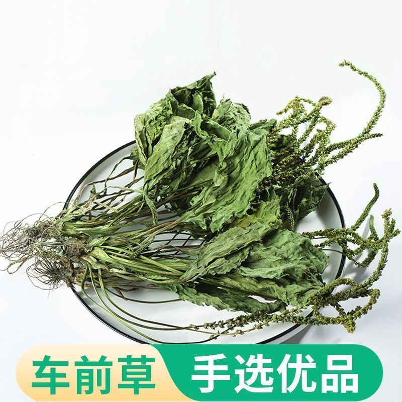 车前草新货带根全棵野生现挖晒干扎把带根全棵大量一手货源