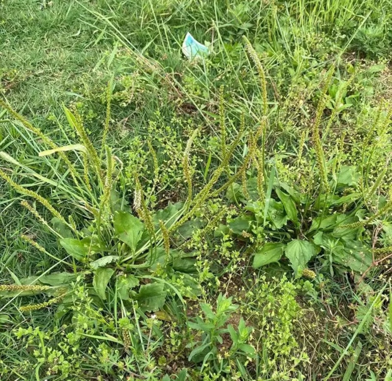 车前草新货带根全棵野生现挖晒干扎把带根全棵大量一手货源