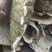 四川乐山几千棵药材杜仲，靠近公路