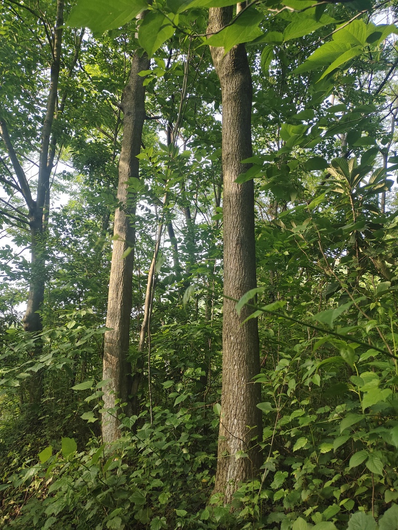 四川乐山几千棵药材杜仲，靠近公路