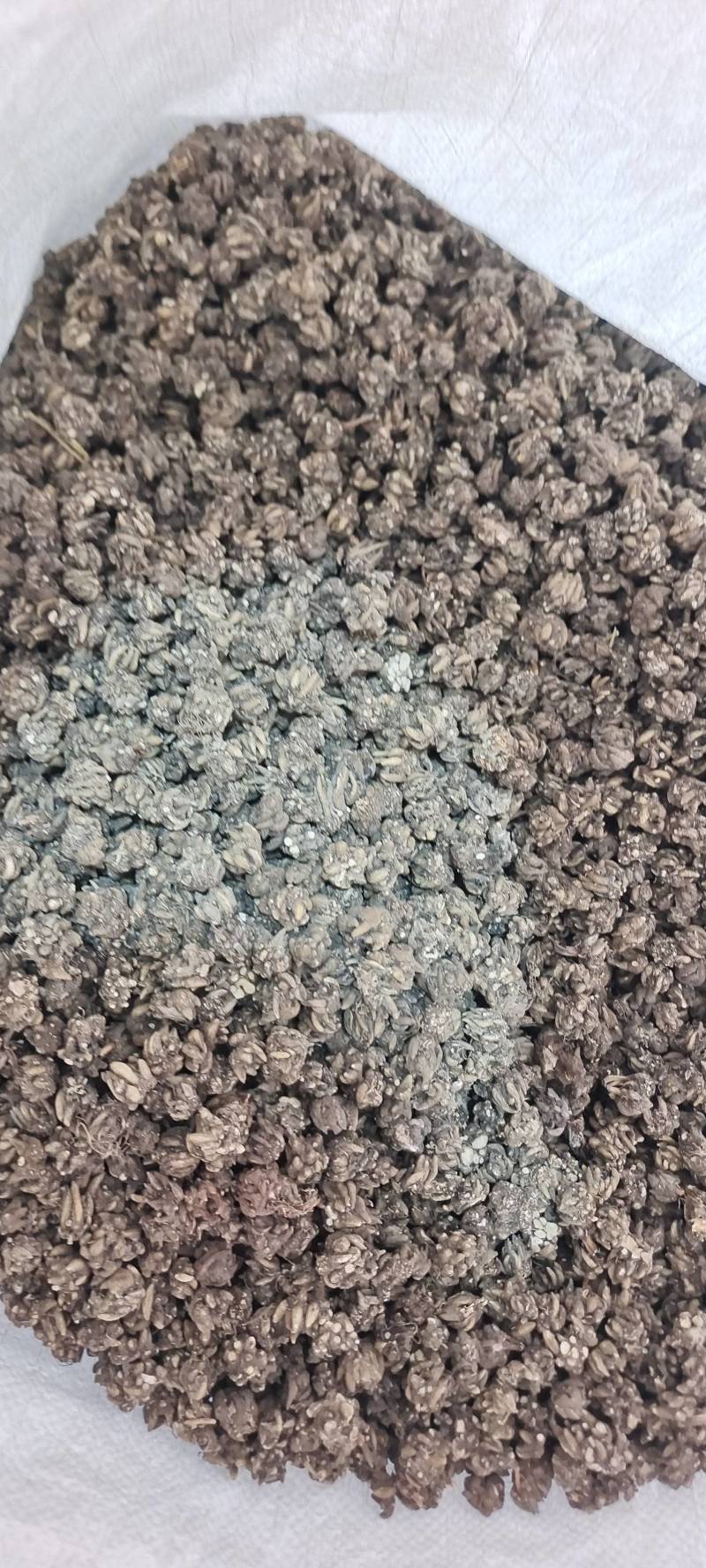 家种猫爪草，药用价值高，助力健康养生，品质保证，限量