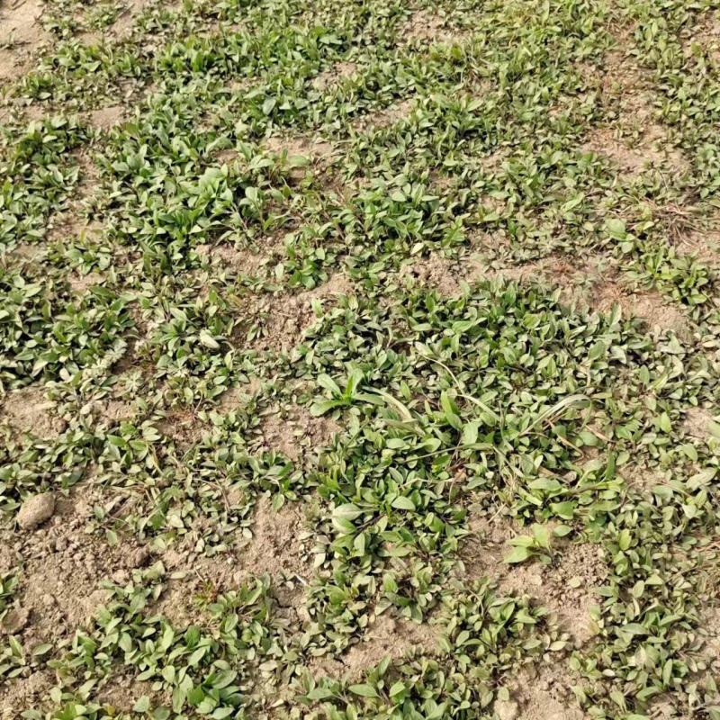 夏枯草小苗幼苗野生夏枯草小苗夏枯球小苗中苗大苗批发零售
