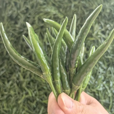 小米椒，小青米椒，大量上市，支持市场，平台，工厂！！！
