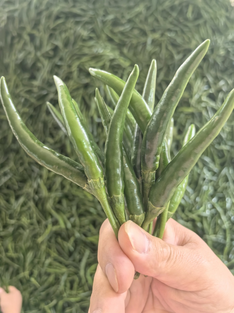 小米椒，小青米椒，大量上市，支持市场，平台，工厂！！！