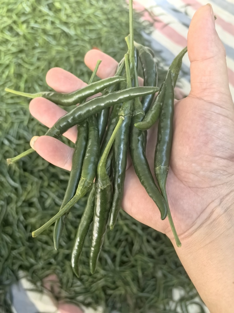 小米椒，小青米椒，大量上市，支持市场，平台，工厂！！！