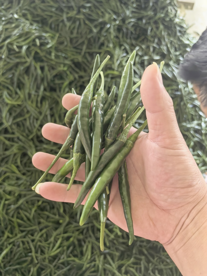 小米椒，小青米椒，大量上市，支持市场，平台，工厂！！！