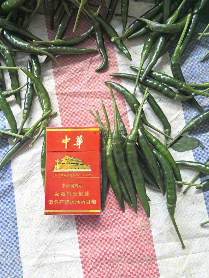 小米椒，小青米椒，大量上市，支持市场，平台，工厂！！！