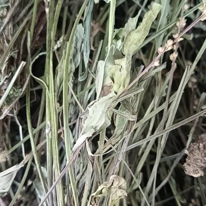 野生水洗车前草