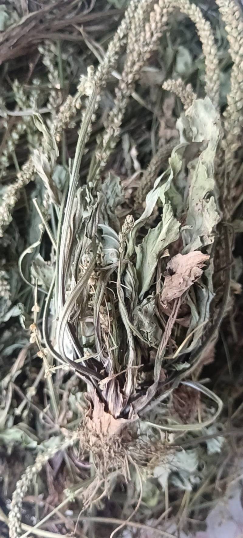 野生水洗车前草