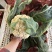 精品花菜