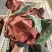 精品花菜