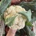 精品花菜