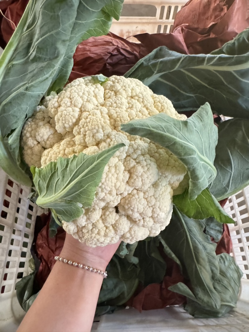 精品花菜