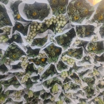向日葵鲜切花
