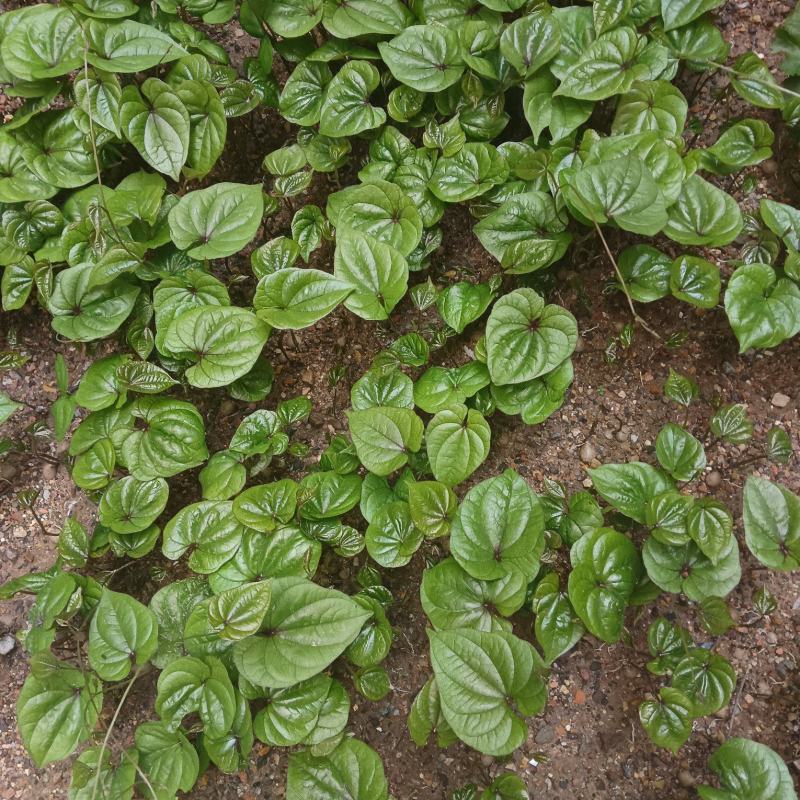 铁棍山药种子可盆栽十天成攀藤绿植苗90天可采摘