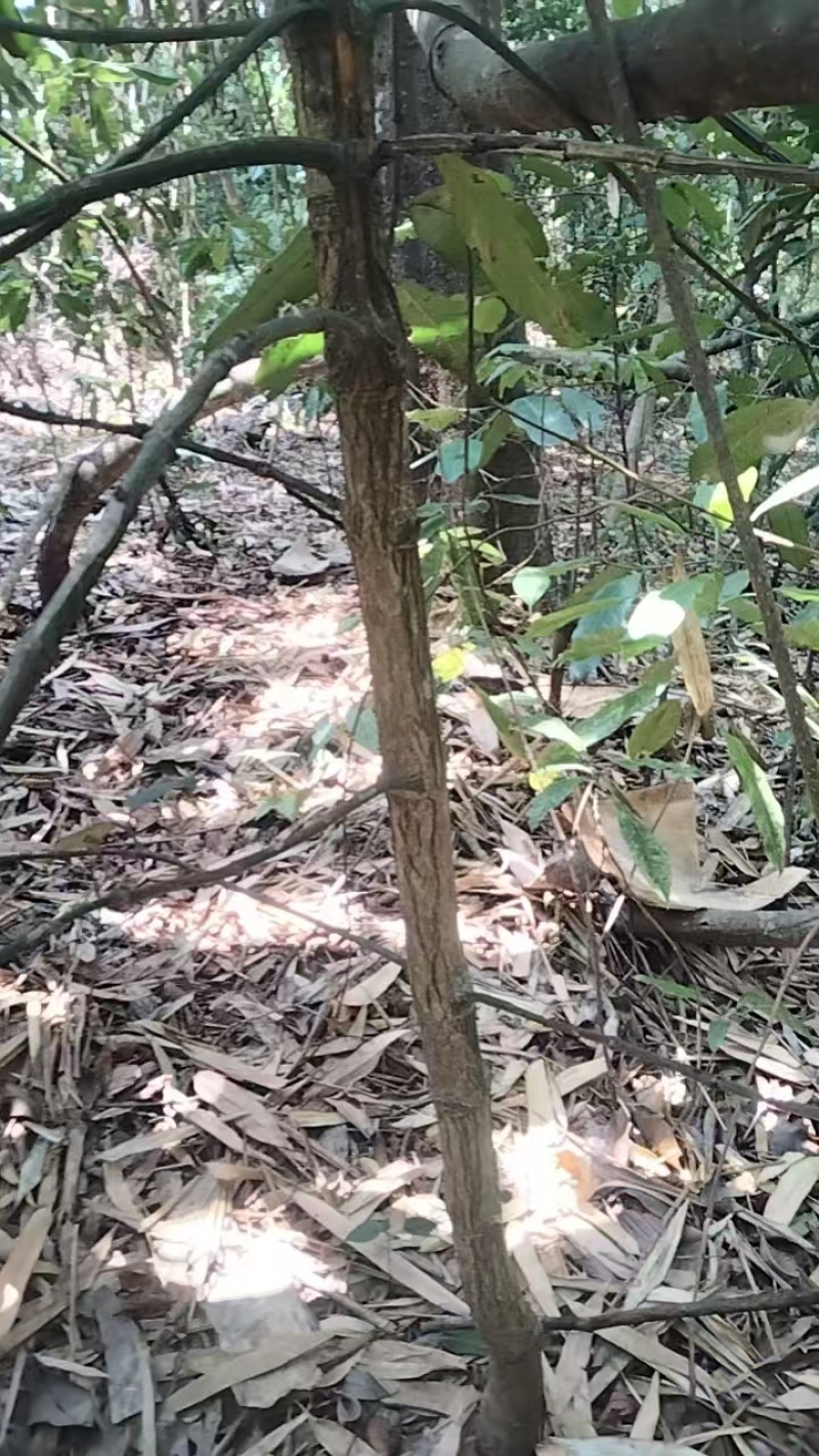 大叶藤黄歪歪山竹
