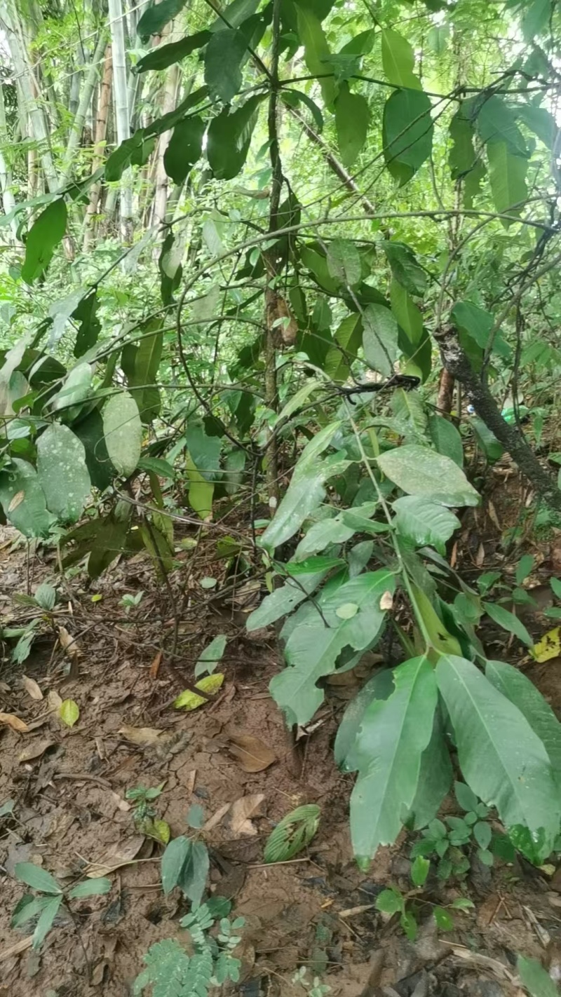大叶藤黄歪歪山竹