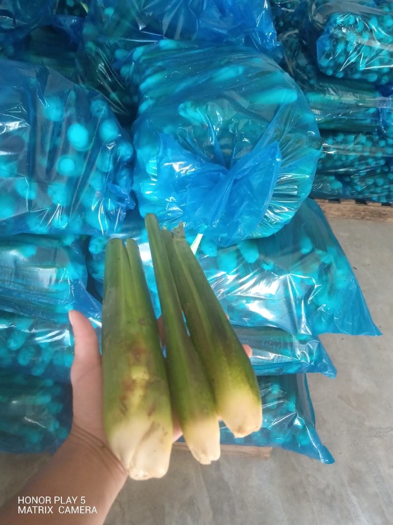 茭白